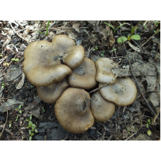 Мицелий Меланолеуки коротконожковой (Melanoleuca brevipes)